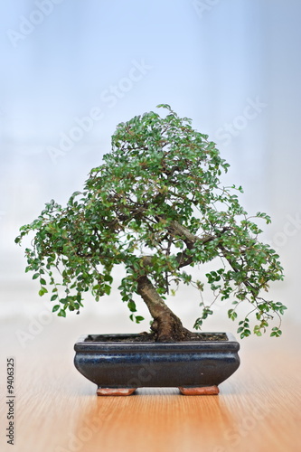 Green bonsai tree in pot over blue background
