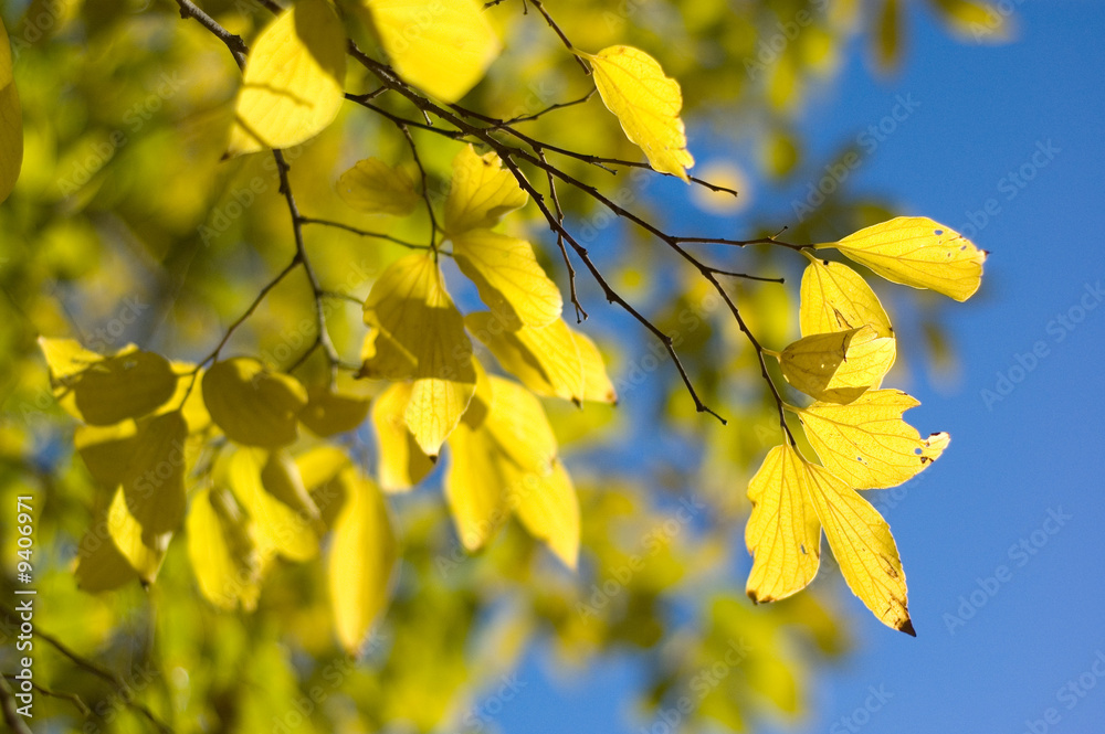 autumn leaves autumn leaves