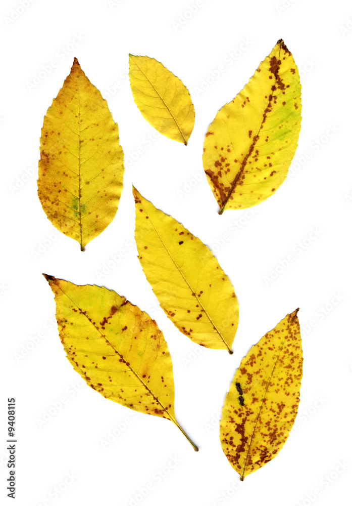 autumn leaves autumn leaves