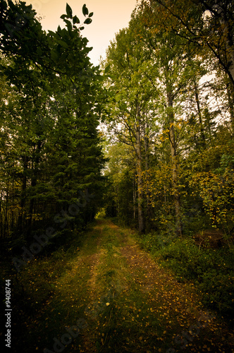 country road leading into the forest © Andreas Gradin