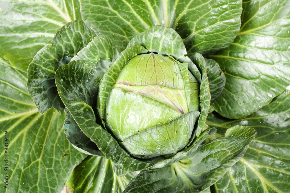 cabbage cabbage