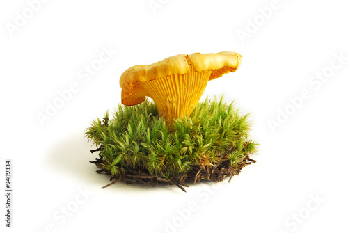 Chanterelle in the sphagnum