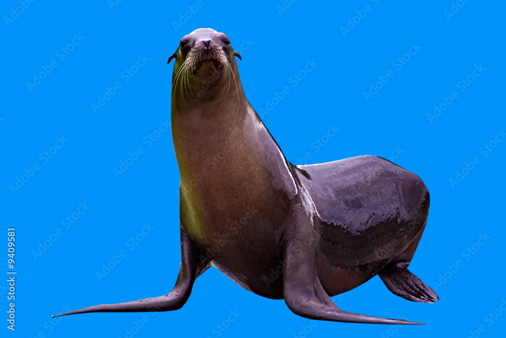 Fototapeta premium A female sea lion isolated on blue