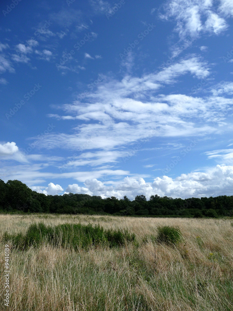Long Grass And Blue Sky