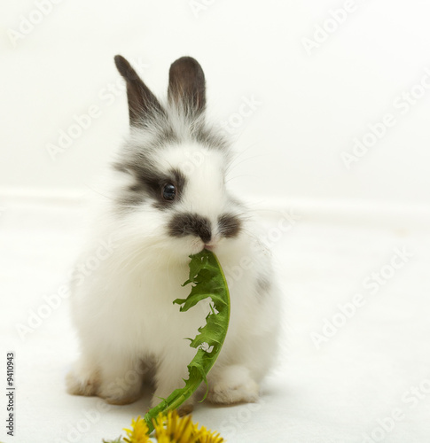 Leinwanddruck Bild - Ella : Small rabbit with a dandelion