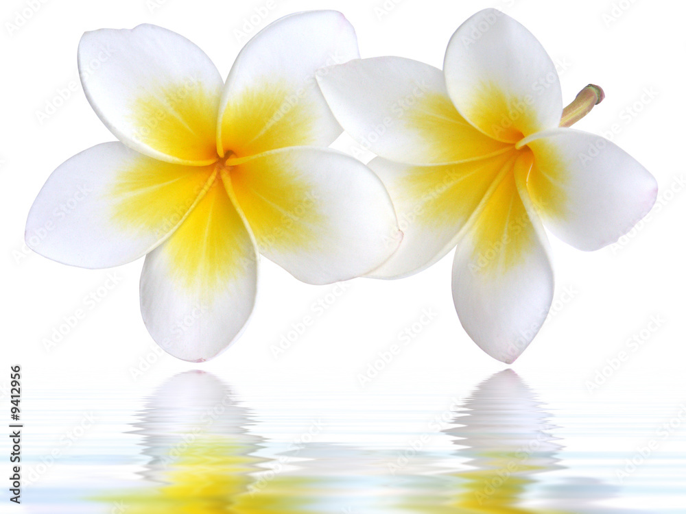 Naklejka premium frangipanier