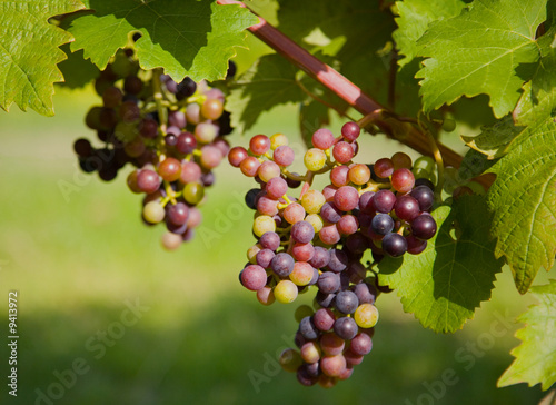 Wallpaper Mural Ripening grapes in a vineyard Torontodigital.ca
