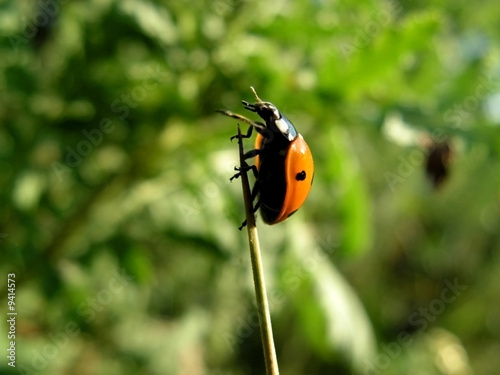 ladybug. Close-up © sad
