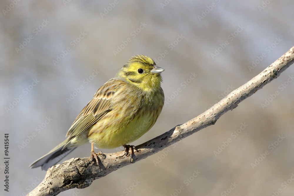 Fototapeta premium Yellowhammer