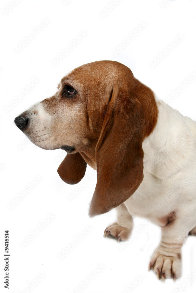 profile of a basset hound dog's big nose and long ears