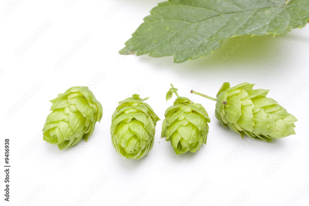 Fototapeta premium fresh green hop fruit detail isolated on white