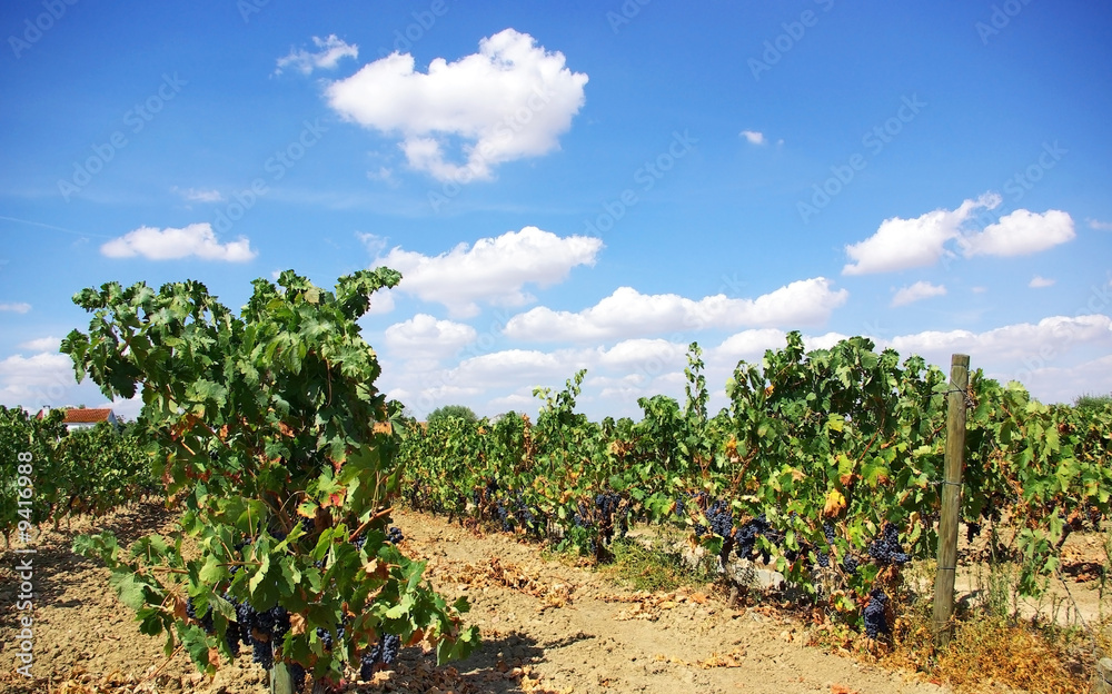 Wineyard at Portugal.