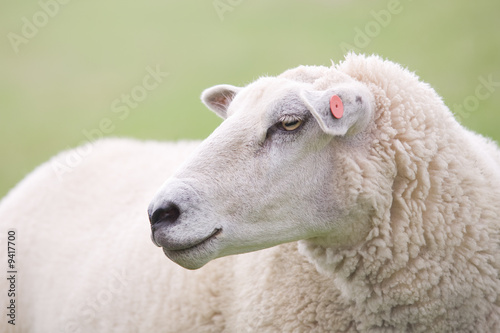 sheep closeup with clean blurred green background