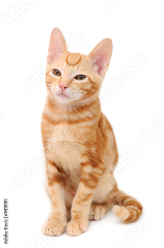Orange tabby kitten in isolated white background