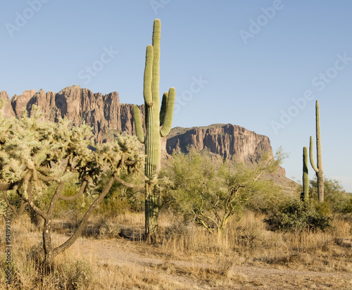 Desert Scene © BCFC