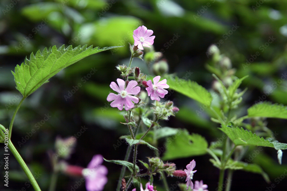 fleur sauvage fleur sauvage