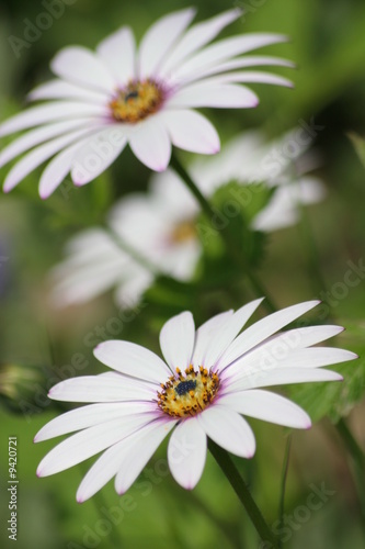 Michaelmas Daises