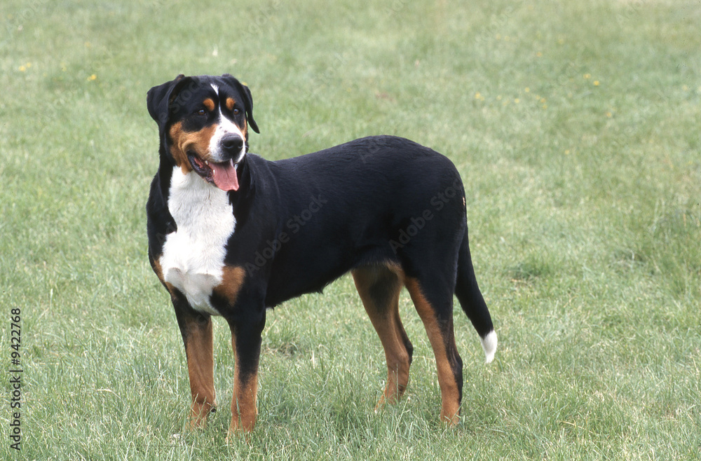 bouvier suisse statique