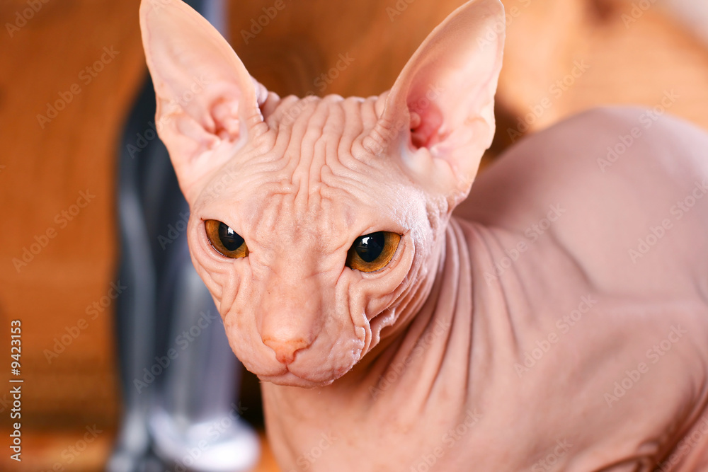 Young sphinx kitten Young sphinx kitten