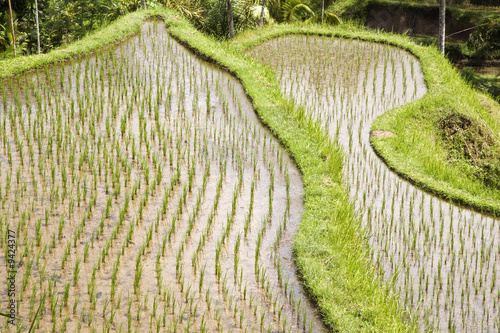 Bali ricefield photo
