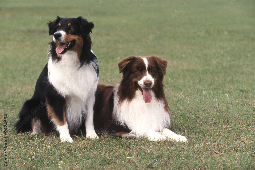 Fototapeta premium duo berger australien en campagne