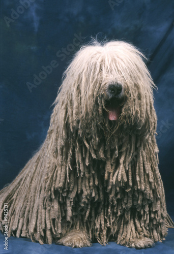 le komondor en studio