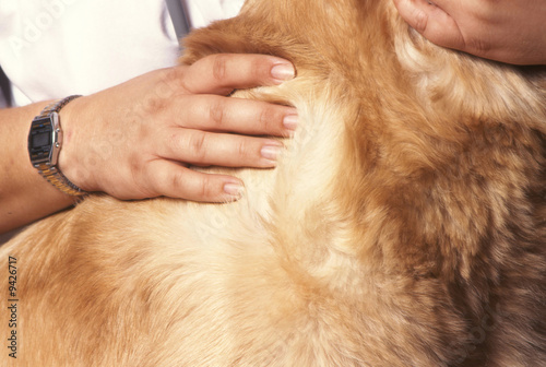 recherche de parasite sur un chien