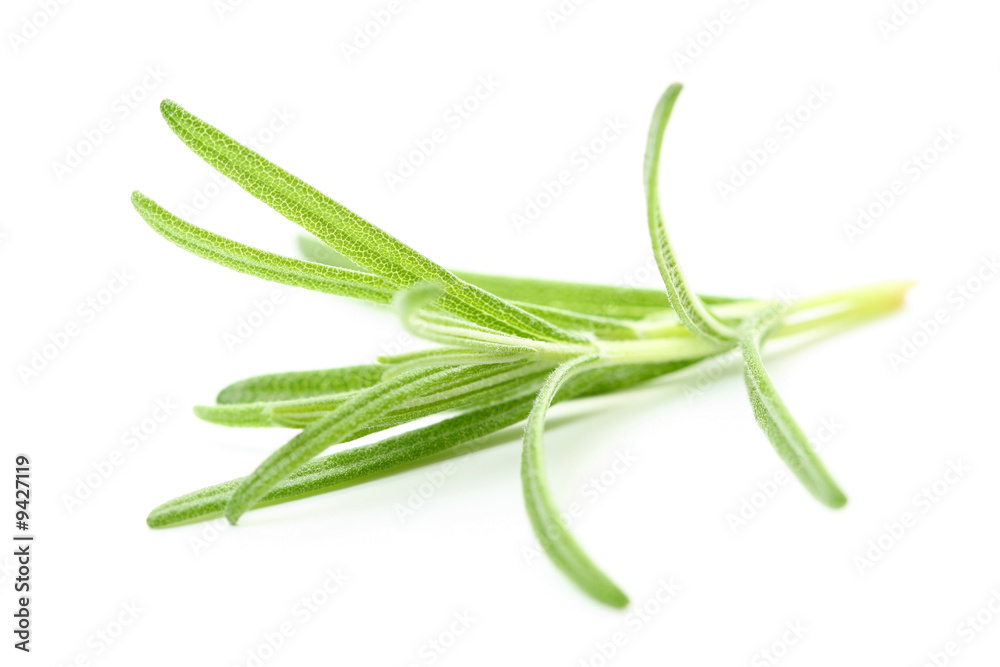 close-ups of fresh rosemary - herb isolated on white close-ups of fresh rosemary - herb isolated on white