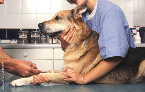 piqure au chien chez le veterinaire photo