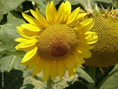 girasoli8