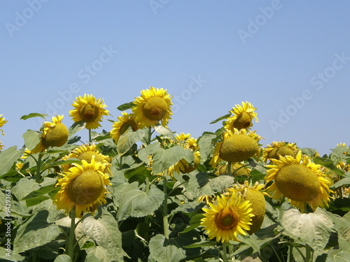 girasoli9