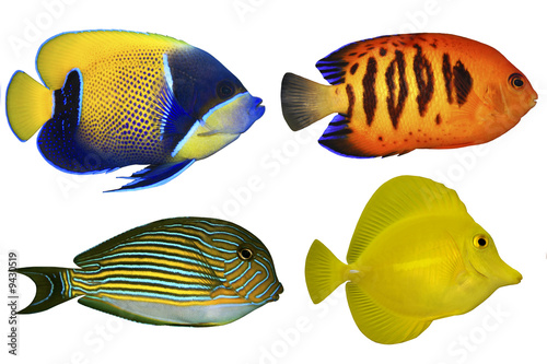 Four Tropical Fishes isolated on white