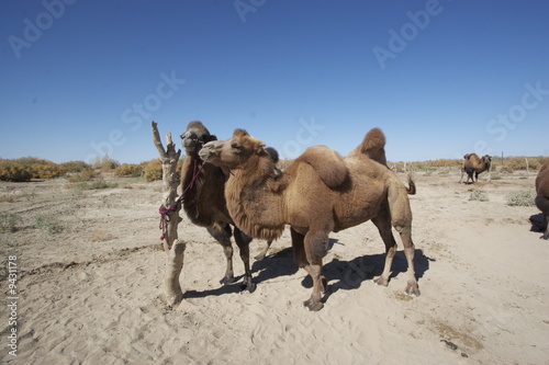 camel