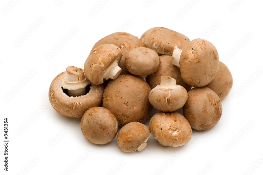 brown champignon on white background brown champignon on white background