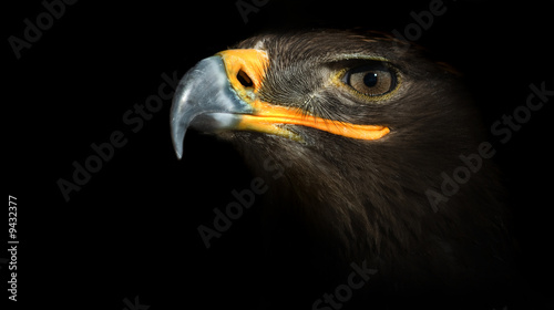 eagle photo