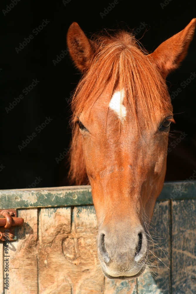 Obraz premium Portrait équin