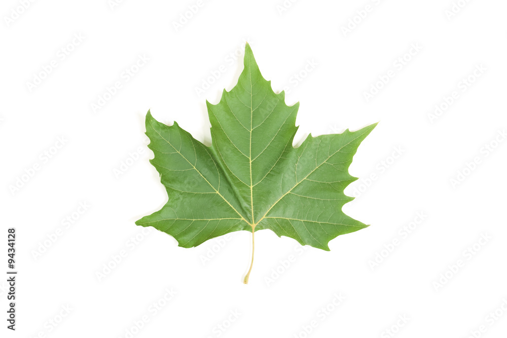 Fototapeta premium Green leaf maple isolated on white