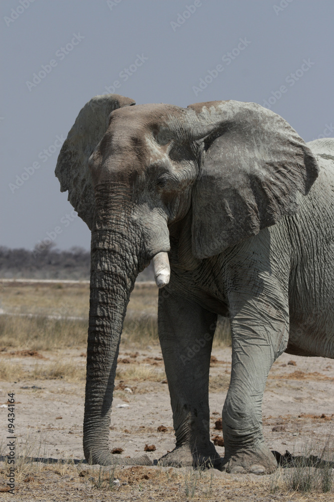 Obraz premium Elefant (Loxodonta africana) im Etosha-Nationalpark, Namibia
