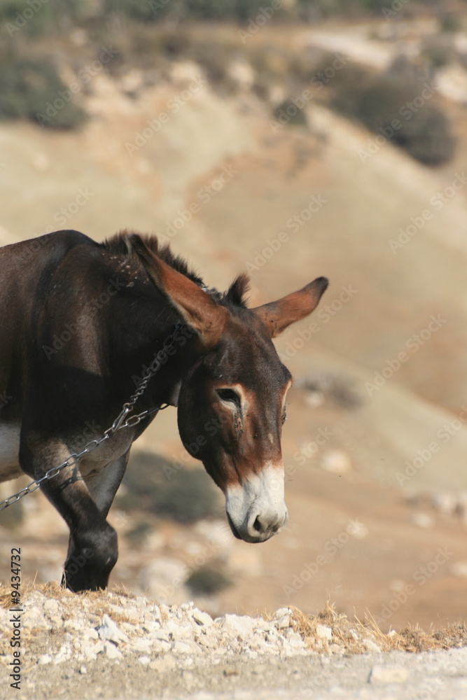 Fototapeta premium Donkey