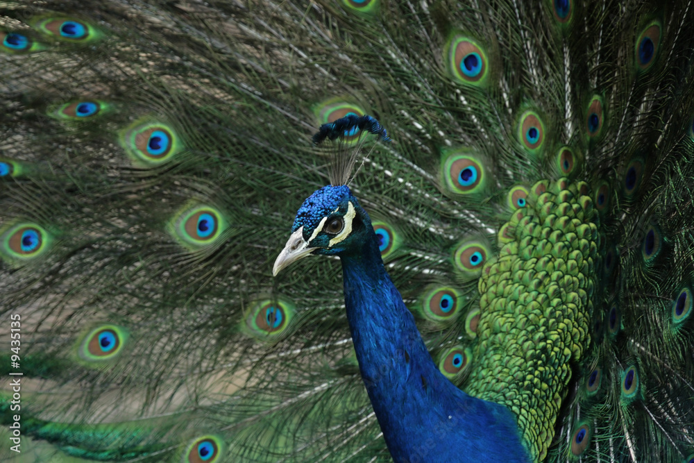 Obraz premium Ein balzender Pfau zeigt seine Schmuckfedern