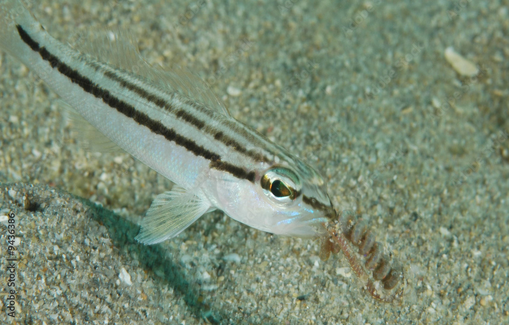 Dwarf Sand Perch-Diplectrum bivittatum Dwarf Sand Perch-Diplectrum bivittatum