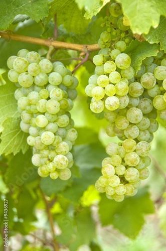 Riesling Grapes on the Vine