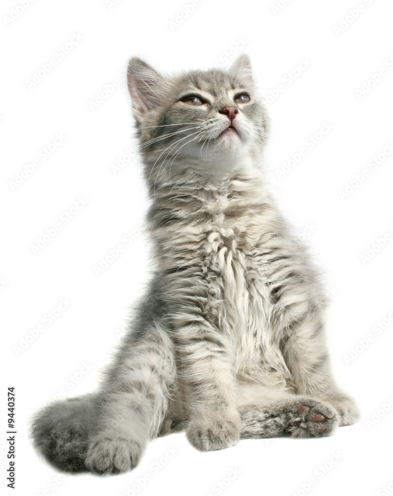 Obraz premium Small kitten on a white background.