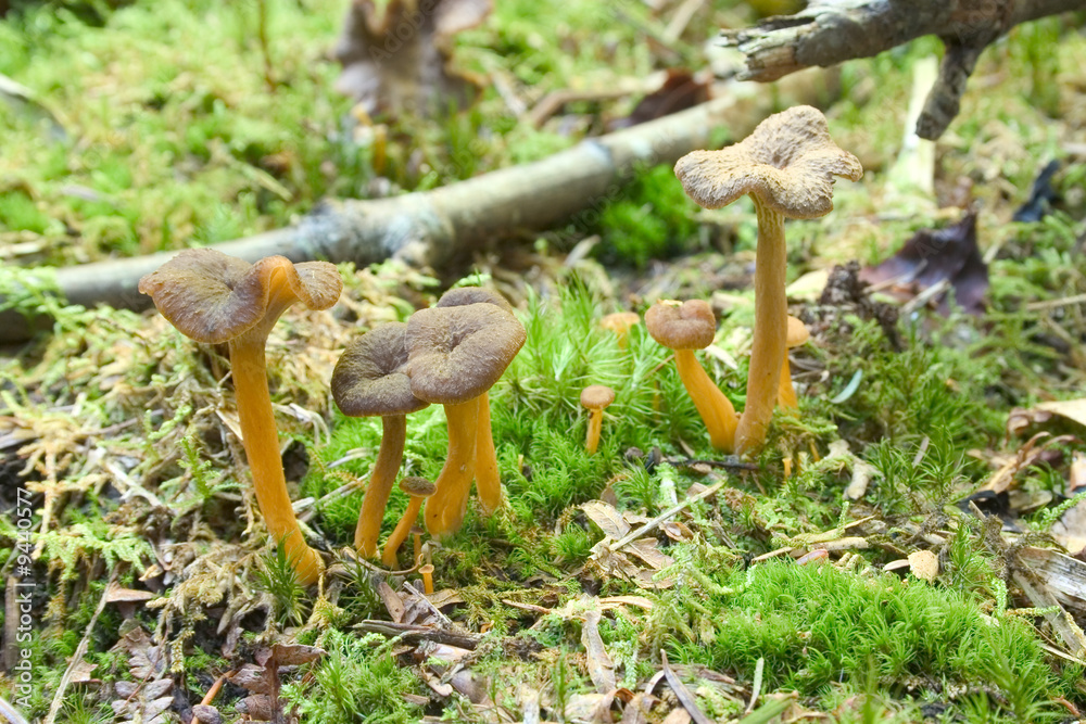 Fototapeta premium chanterelle en tube