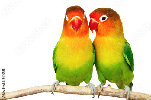 Pair of lovebirds agapornis-fischeri isolated on white photo