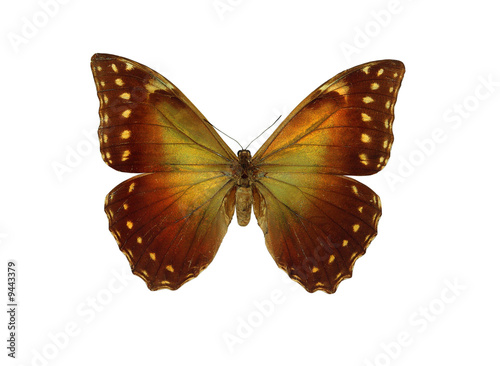 butterfly morpho hercules