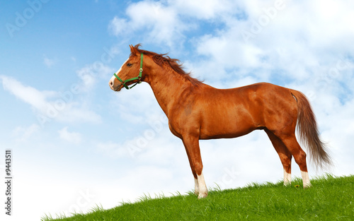 Sorrel stallion in field