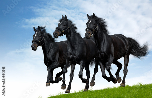 Three black horses gallops