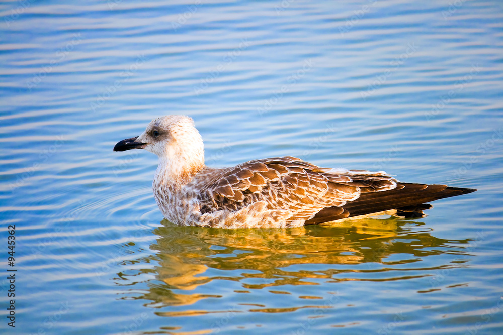 Gull Azov Sea Gull Azov Sea