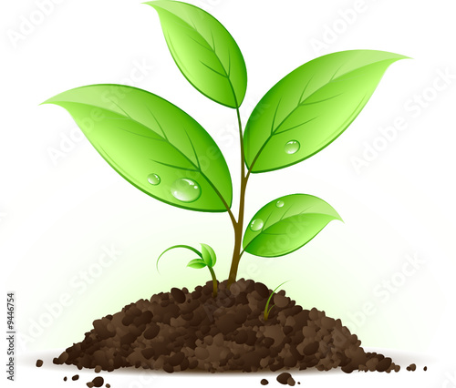 Jeune plante verte